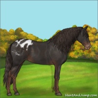 Horse Color:Liver Chestnut Appaloosa 