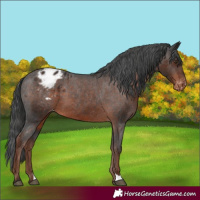 Horse Color:Liver Chestnut Appaloosa 