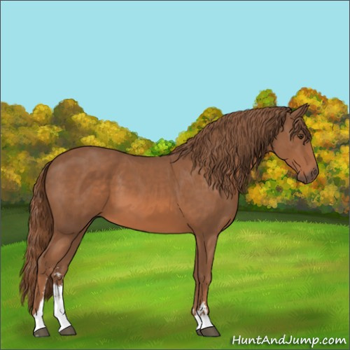 Horse Color:Chestnut Sabino