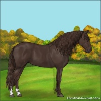 Horse Color:Liver Chestnut Sabino 