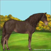 Horse Color:Liver Chestnut Varnish 