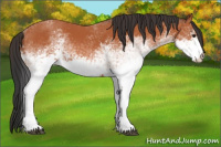 Horse Color:White Spotted Brown Tobiano 