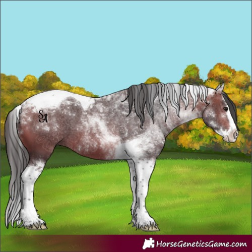 Horse Color:Bay Splash Tobiano 