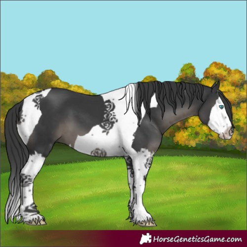 Horse Color:Black Splash Tobiano