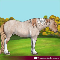 Horse Color:Red Dun Roan Tobiano