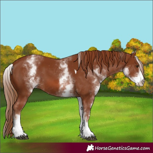 Horse Color:White Spotted Chestnut Tobiano