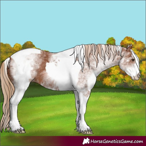 Horse Color:White Spotted Chestnut Tobiano 