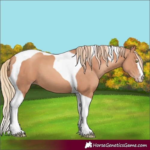 Horse Color:Gold Champagne Tobiano 
