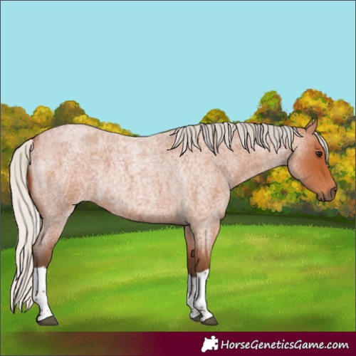 Horse Color:Silver Bay Roan Tobiano 