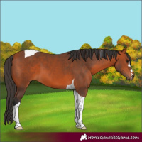 Horse Color:Bay Tobiano