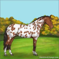 Horse Color:Bay Tobiano Appaloosa Rabicano 