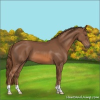 Horse Color:Chestnut 