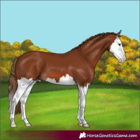 Horse Color:Chestnut Splash 