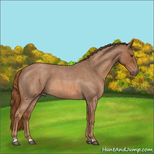 Horse Color:Red Roan 
