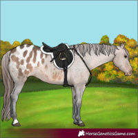 Horse Color:Brown Dun Appaloosa 