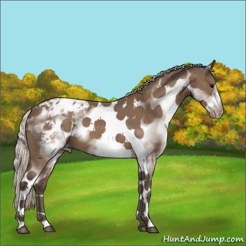 Horse Color:White Spotted Silver Black Tobiano Frame Appaloosa 