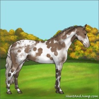 Horse Color:White Spotted Silver Black Tobiano Frame Appaloosa 