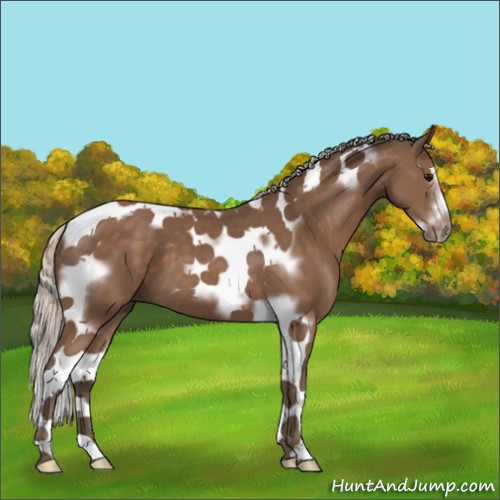 Horse Color:Silver Black Splash Tobiano Frame 