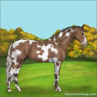 Horse Color:Silver Black Splash Tobiano Frame 