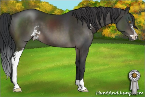 Horse Color:Brown Sabino 