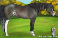 Horse Color:Brown Sabino 