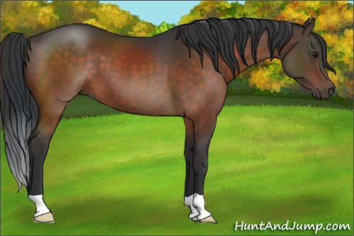Horse Color:Brown 