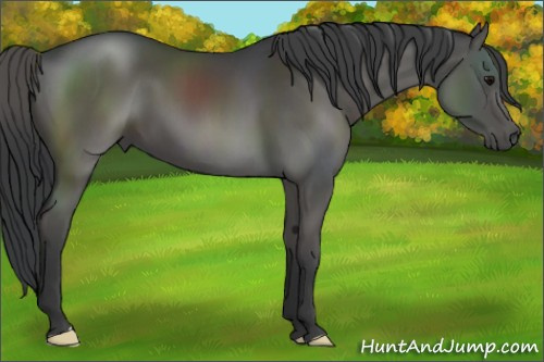 Horse Color:Black 