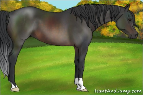 Horse Color:Brown 