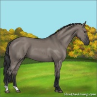 Horse Color:Grullo 