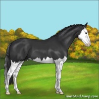 Horse Color:Black Splash 