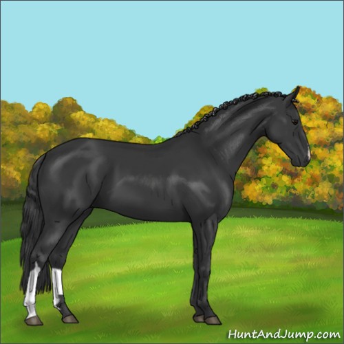 Horse Color:Black 