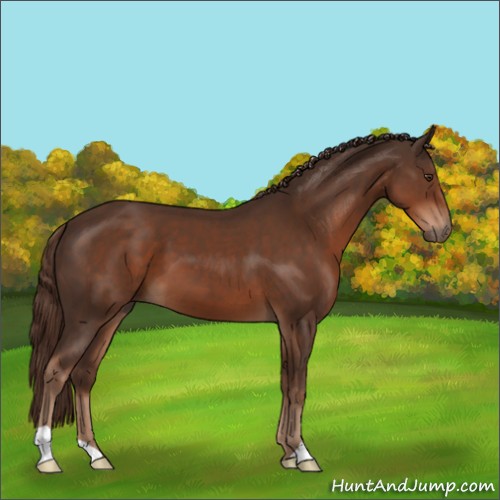 Horse Color:Liver Chestnut 