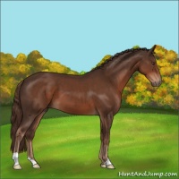 Horse Color:Liver Chestnut 