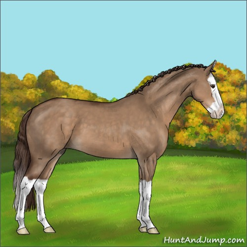 Horse Color:Liver Red Dun Splash 