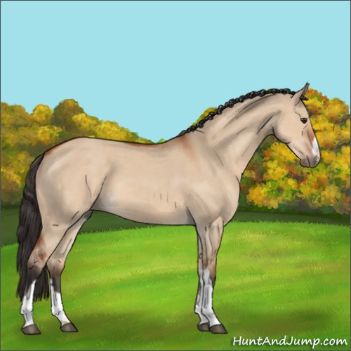 Horse Color:Brown Dun 