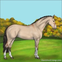 Horse Color:Brown Dun 