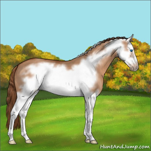 Horse Color:Red Dun Splash Frame 