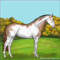 Horse Color:Red Dun Splash Frame 