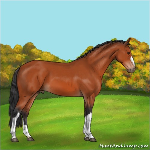 Horse Color:Brown 