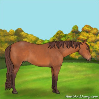 Horse Color:Chocolate Bay 