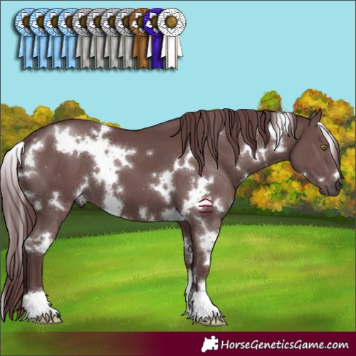 Horse Color:White Spotted Chocolate Black