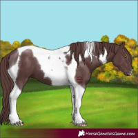 Horse Color:Chocolate Black Tobiano 
