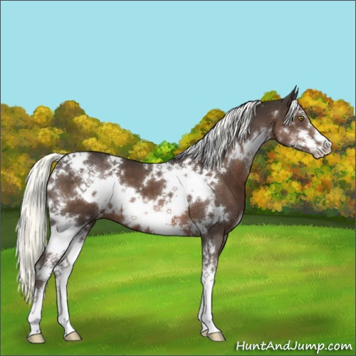 Horse Color:White Spotted Liver Chestnut Mushroom Sabino 