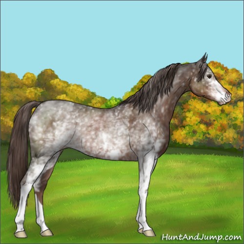 Horse Color:White Spotted Liver Chestnut Rabicano 