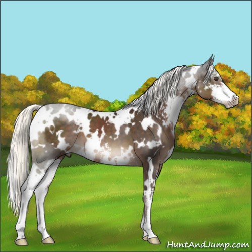 Horse Color:White Spotted Liver Chestnut Mushroom Sabino 