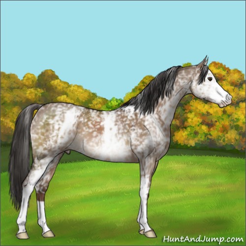Horse Color:White Spotted Liver Red Dun 