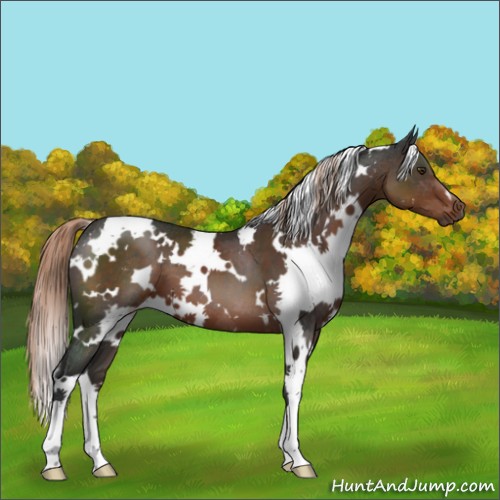 Horse Color:White Spotted Liver Chestnut 