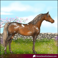 Horse Color:White Spotted Chocolate Palomino 