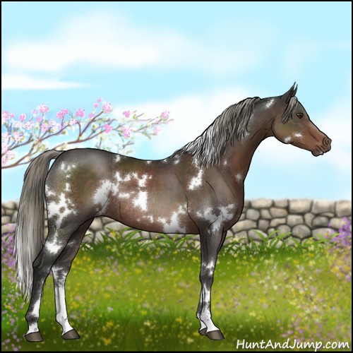 Horse Color:White Spotted Liver Chestnut Mushroom Sabino Rabicano 