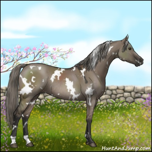 Horse Color:White Spotted Liver Red Dun Mushroom Rabicano 